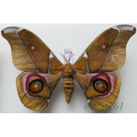 Antherina suraka (Boisduval, 1833) male ex. ovo Madagascar 99mm52a